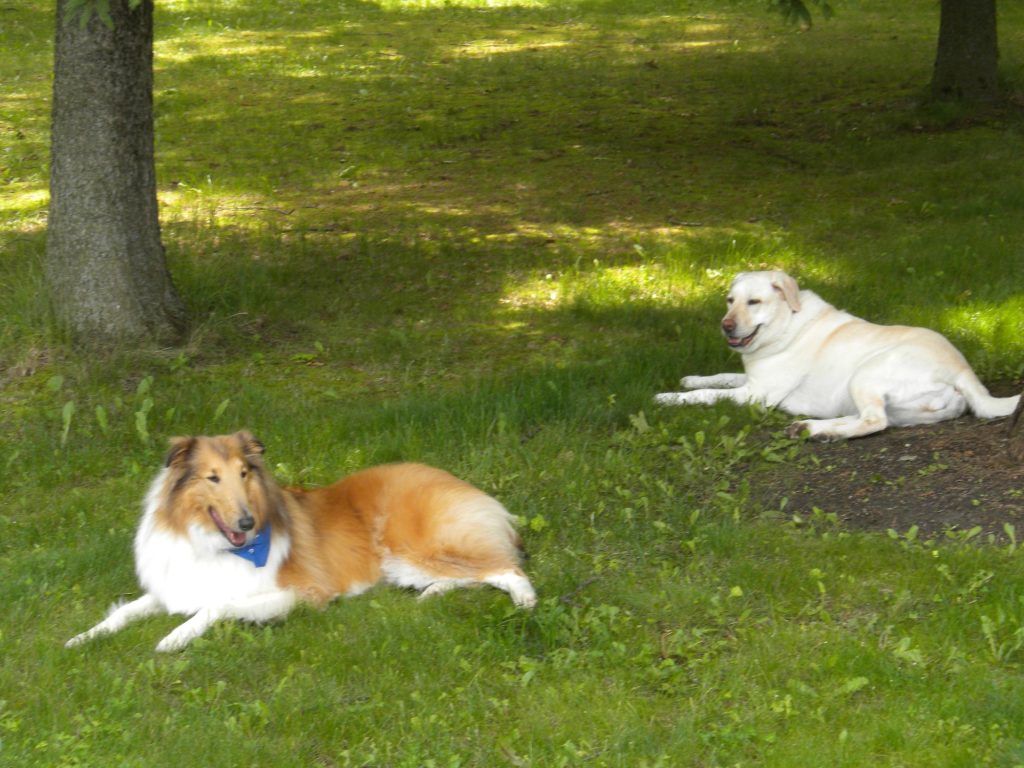 Two dogs resting on the lawn during the Green Lake lake house repaint